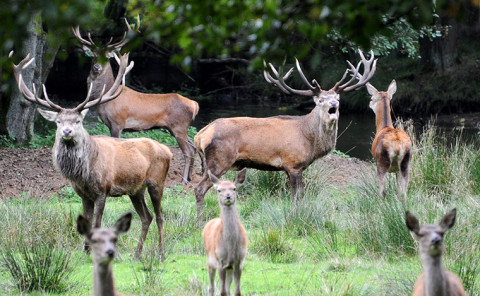 red deer Gustav roaring